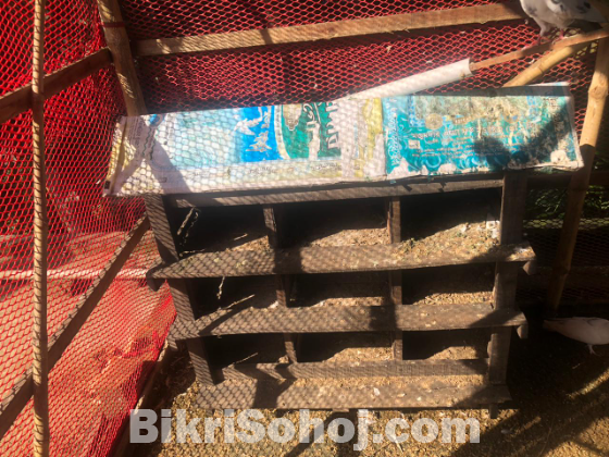 কবুতরের খোপ